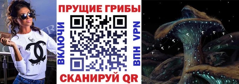blacksprut ТОР  Цивильск  Псилоцибиновые грибы Cubensis 